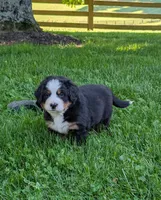 Snow White, a female Bernese Mountain Dog for sale in Walton, KY – 3 of 10