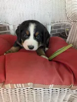 Belle, a female Bernese Mountain Dog for sale in Walton, KY – 2 of 7