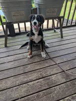 Missy, a female Bernese Mountain Dog for sale in Walton, KY – 5 of 10