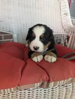 Snow White, a female Bernese Mountain Dog for sale in Walton, KY – 2 of 10