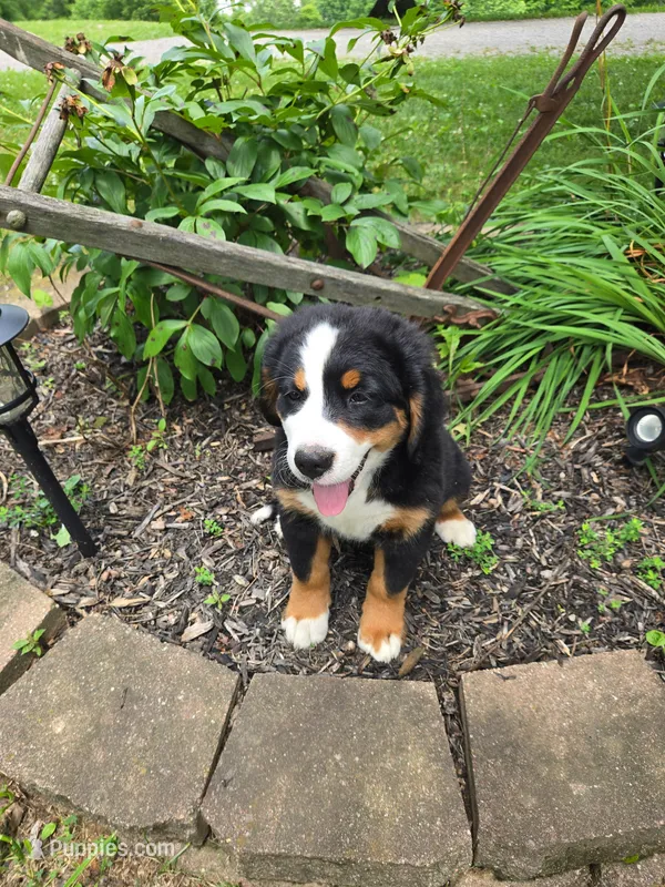 Jasmine – Bernese Mountain Dog puppy for sale in Walton, KY