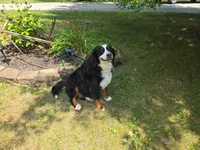 Snow White, a female Bernese Mountain Dog for sale in Walton, KY – 9 of 10