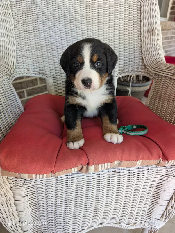 Belle – Bernese Mountain Dog puppy for sale in Walton, KY