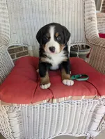 Belle, a female Bernese Mountain Dog for sale in Walton, KY – 1 of 7