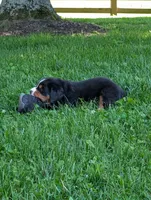 Jasmine, a female Bernese Mountain Dog for sale in Walton, KY – 3 of 9