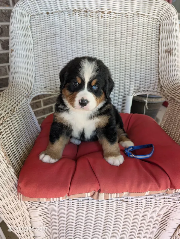Prince Charming – Bernese Mountain Dog puppy for sale in Walton, KY