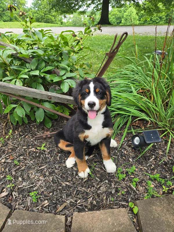 Aurora – Bernese Mountain Dog puppy for sale in Walton, KY