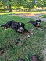 Missy, a female Bernese Mountain Dog for sale in Walton, KY – 3 of 10