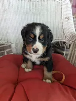 Prince Eric, a male Bernese Mountain Dog for sale in Walton, KY – 2 of 8