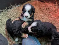 Snow White, a female Bernese Mountain Dog for sale in Walton, KY – 4 of 10
