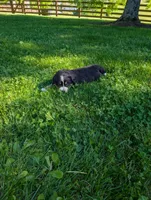 Cinderella, a female Bernese Mountain Dog for sale in Walton, KY – 3 of 7