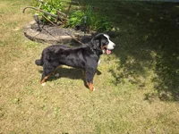 Cinderella, a female Bernese Mountain Dog for sale in Walton, KY – 7 of 7