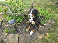 Aurora, a female Bernese Mountain Dog for sale in Walton, KY – 3 of 6