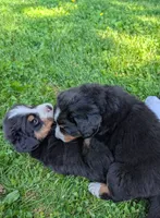 Snow White, a female Bernese Mountain Dog for sale in Walton, KY – 5 of 10