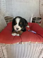 Jasmine, a female Bernese Mountain Dog for sale in Walton, KY – 1 of 9