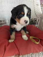 Aurora, a female Bernese Mountain Dog for sale in Walton, KY – 6 of 6