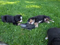 Prince Eric, a male Bernese Mountain Dog for sale in Walton, KY – 3 of 8