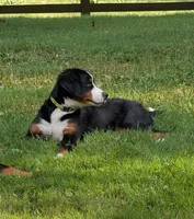 Missy, a female Bernese Mountain Dog for sale in Walton, KY – 2 of 10