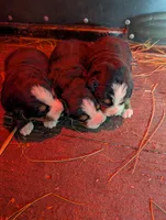 Snow White, a female Bernese Mountain Dog for sale in Walton, KY – 6 of 10