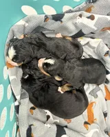 Belle, a female Bernese Mountain Dog for sale in Walton, KY – 5 of 7