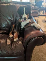 Missy, a female Bernese Mountain Dog for sale in Walton, KY – 6 of 10