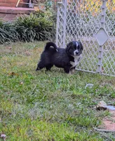 Binx , a male Miniature American Shepherd for sale in Griffin, GA – 2 of 10