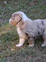 Griffin, a male Miniature American Shepherd for sale in Griffin, GA – 6 of 10