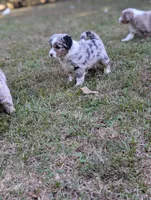 Raven, a female Miniature American Shepherd for sale in Griffin, GA – 9 of 10