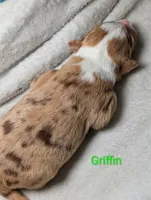 Griffin, a male Miniature American Shepherd for sale in Griffin, GA – 8 of 10