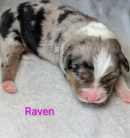 Raven, a female Miniature American Shepherd for sale in Griffin, GA – 4 of 10