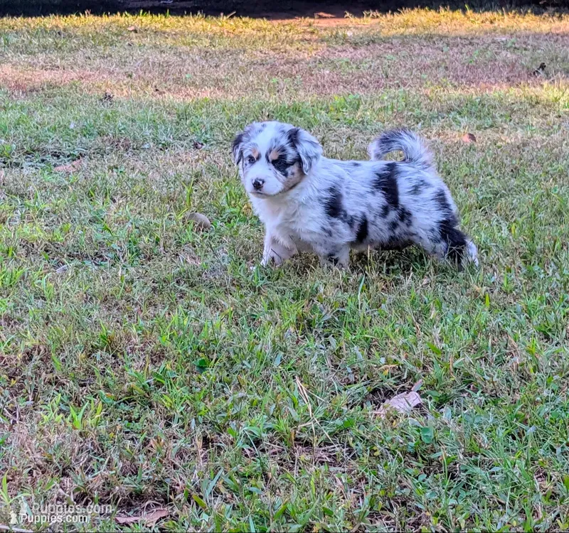 Poe – Miniature American Shepherd puppy for sale in Griffin, GA