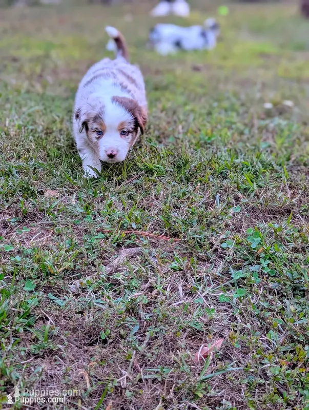 Hazel  – Miniature American Shepherd puppy for sale in Griffin, GA