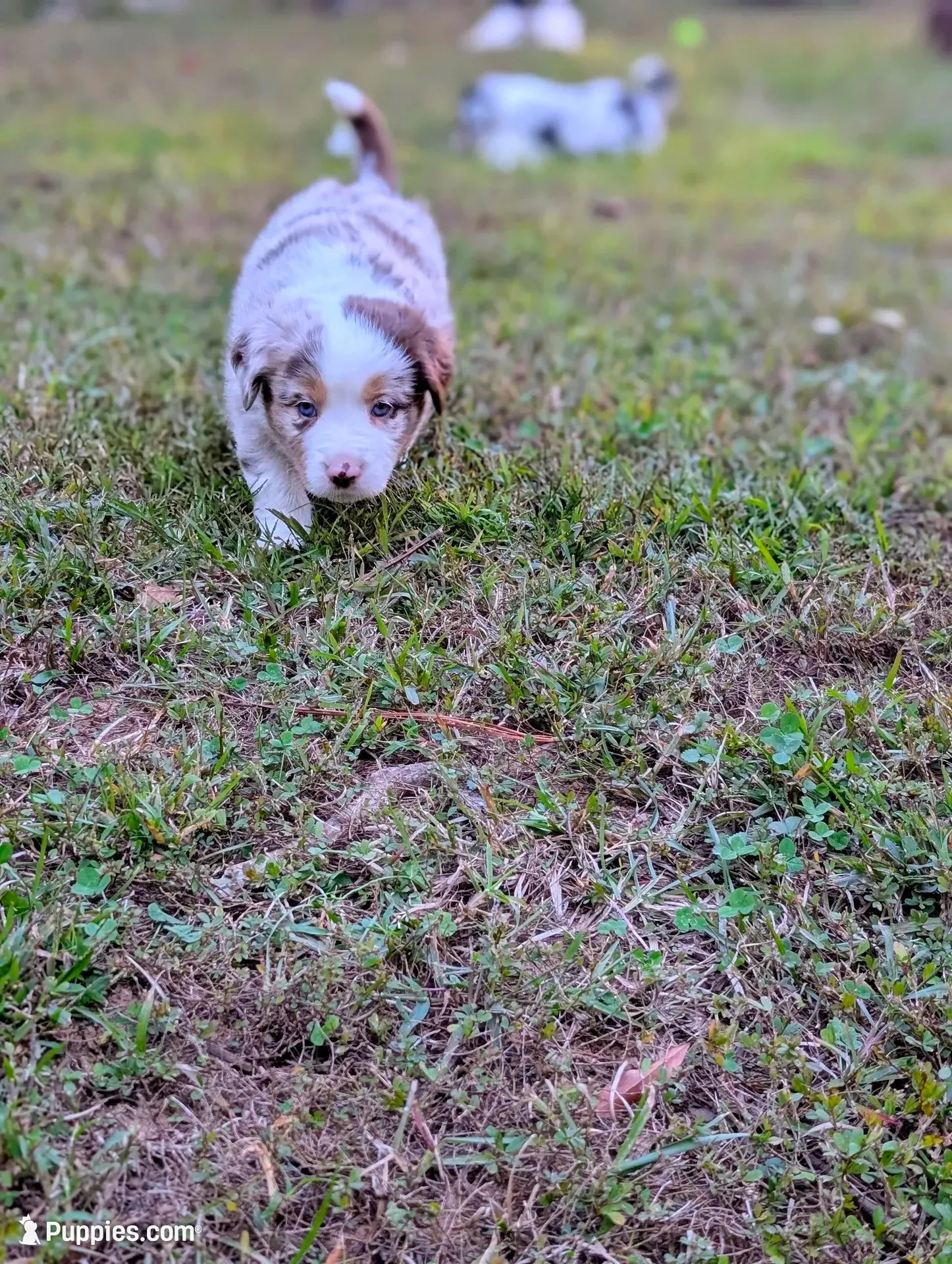 Hazel , a female Miniature American Shepherd for sale in Griffin, GA – 1 of 10