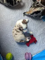 Hazel , a female Miniature American Shepherd for sale in Griffin, GA – 8 of 10