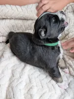 Binx , a male Miniature American Shepherd for sale in Griffin, GA – 9 of 10