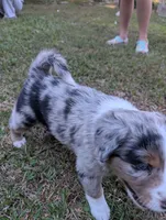 Raven, a female Miniature American Shepherd for sale in Griffin, GA – 10 of 10