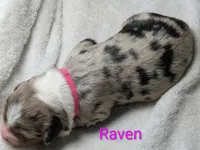 Raven, a female Miniature American Shepherd for sale in Griffin, GA – 8 of 10