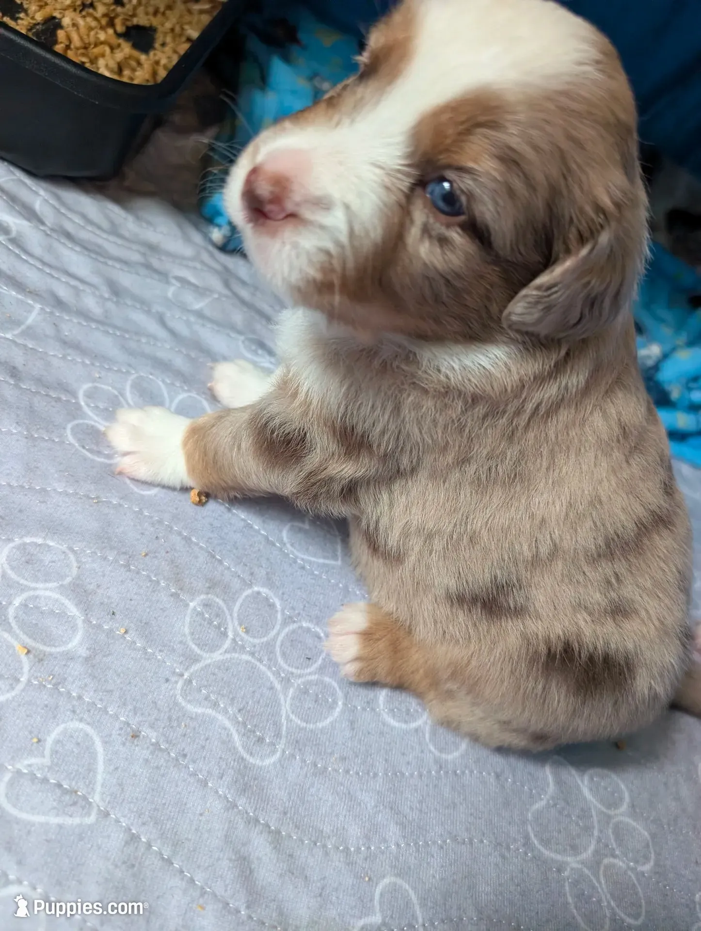 Griffin, a male Miniature American Shepherd for sale in Griffin, GA – 5 of 10