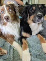 Griffin, a male Miniature American Shepherd for sale in Griffin, GA – 10 of 10
