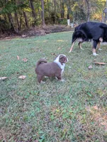 Annabelle , a female Miniature American Shepherd for sale in Griffin, GA – 6 of 10