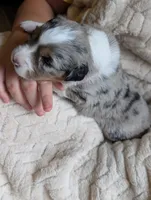 Raven, a female Miniature American Shepherd for sale in Griffin, GA – 7 of 10