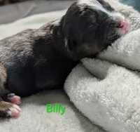 Billy, a male Miniature American Shepherd for sale in Griffin, GA – 10 of 10