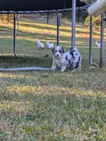 Raven, a female Miniature American Shepherd for sale in Griffin, GA – 3 of 10