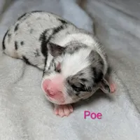 Poe, a female Miniature American Shepherd for sale in Griffin, GA – 7 of 10