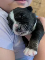 Binx , a male Miniature American Shepherd for sale in Griffin, GA – 10 of 10