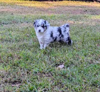 Poe, a female Miniature American Shepherd for sale in Griffin, GA – 5 of 10