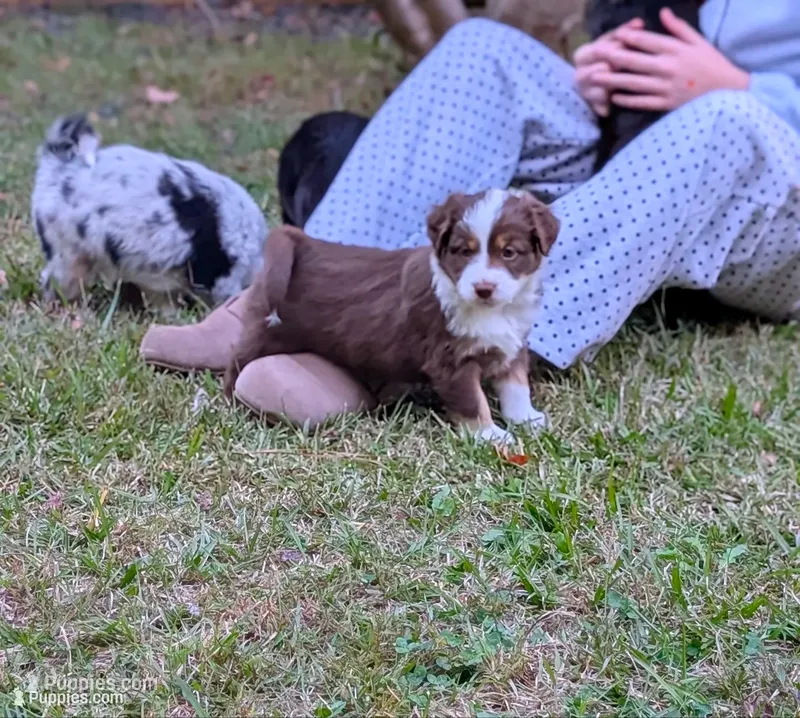 Annabelle  – Miniature American Shepherd puppy for sale in Griffin, GA