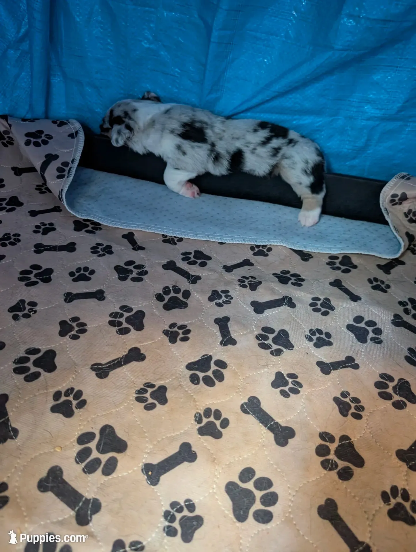 Poe, a female Miniature American Shepherd for sale in Griffin, GA – 2 of 10