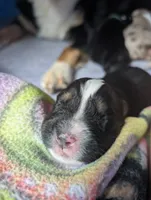 Billy, a male Miniature American Shepherd for sale in Griffin, GA – 7 of 10