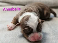 Annabelle , a female Miniature American Shepherd for sale in Griffin, GA – 9 of 10
